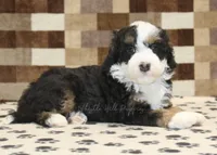Lenny, a male Miniature Bernedoodle for sale in Denver, PA – Photo 2 of 4