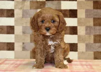 Grace, a female Cavapoo for sale in Denver, PA – 3 of 4