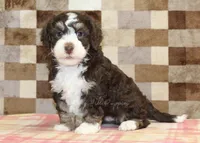 Brandy, a female Miniature Bernedoodle for sale in Denver, PA – 4 of 4