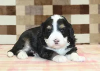Rascal, a male Miniature Bernedoodle for sale in Denver, PA – Photo 1 of 3