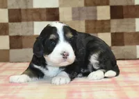 Rascal, a male Miniature Bernedoodle for sale in Denver, PA – Photo 3 of 3