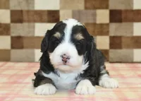 Rascal, a male Miniature Bernedoodle for sale in Denver, PA – Photo 2 of 3