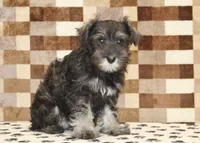 Echo, a female Miniature Schnauzer for sale in Denver, PA – 4 of 4