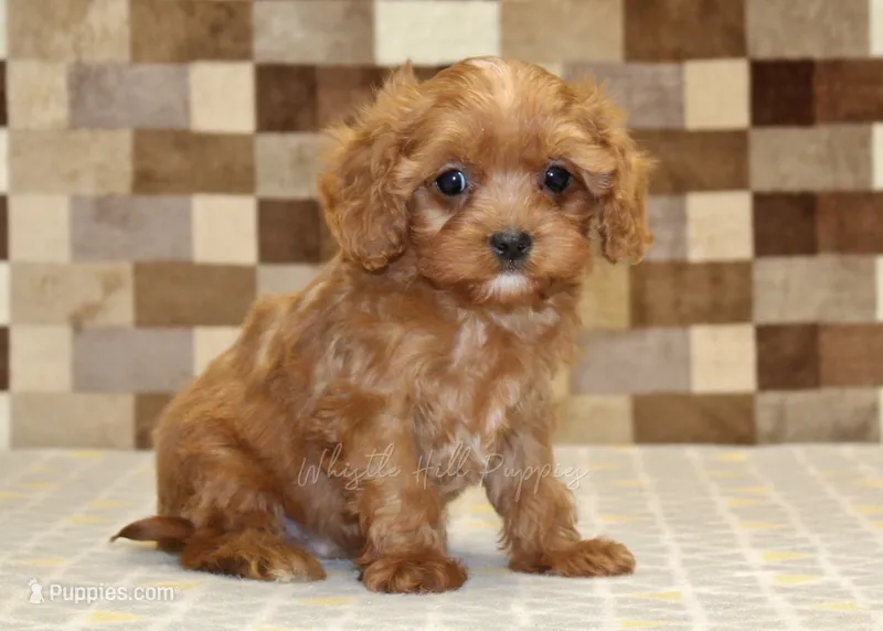 Ivan – Cavapoo puppy for sale in Denver, PA