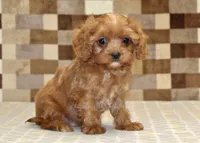 Ivan, a male Cavapoo for sale in Denver, PA – 1 of 4