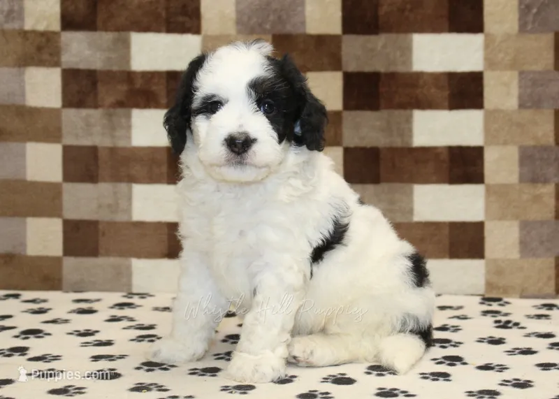 Kirby – Miniature Bernedoodle puppy for sale in Denver, PA