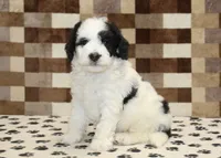 Kirby, a male Miniature Bernedoodle for sale in Denver, PA – 1 of 4