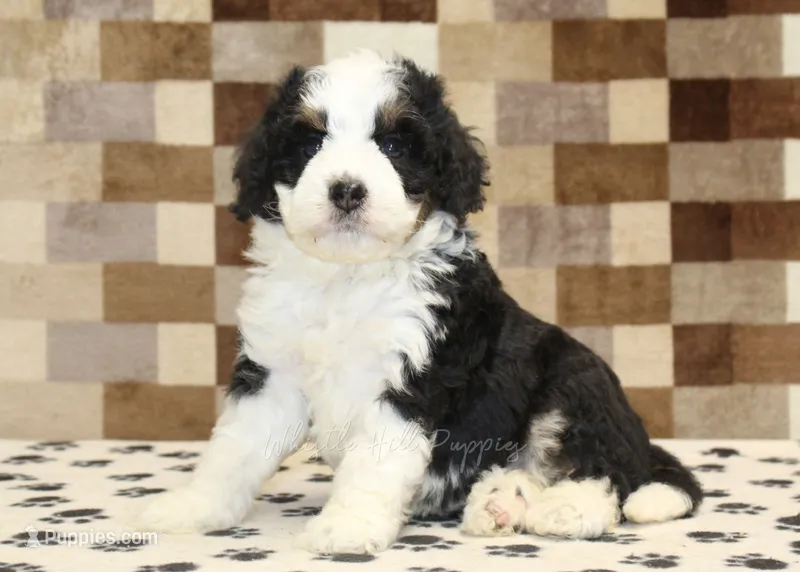 Kelly – Miniature Bernedoodle puppy for sale in Denver, PA