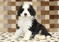 Kelly, a female Miniature Bernedoodle for sale in Denver, PA – 1 of 4