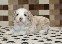 Buddy, a male Miniature Bernedoodle for sale in Denver, PA – 3 of 3