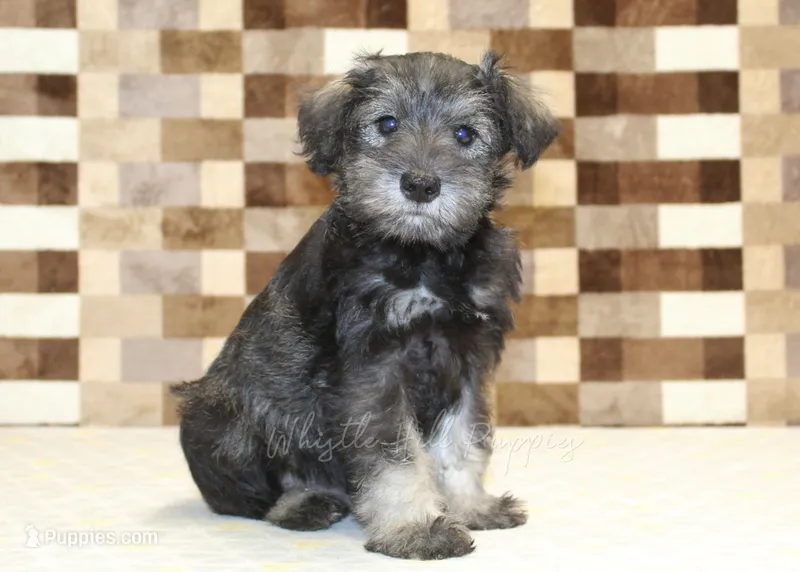 Teddy – Miniature Schnauzer puppy for sale in Denver, PA