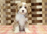 Jack, a male Cavapoo and Miniature Bernedoodle for sale in Denver, PA – 3 of 4