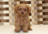 Dora, a female Cavapoo for sale in Denver, PA – 3 of 8