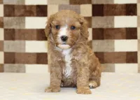 JJ, a male Cavapoo and Miniature Bernedoodle for sale in Denver, PA – 3 of 4