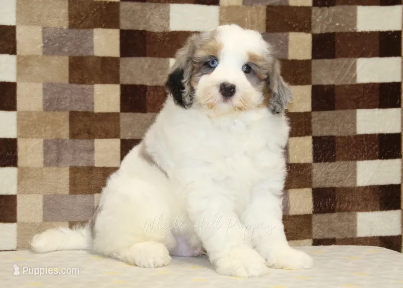 Chip – Miniature Bernedoodle puppy for sale in Denver, PA