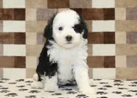 Kelsey, a female Miniature Bernedoodle for sale in Denver, PA – 3 of 4