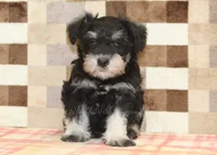 Ellie, a female Miniature Schnauzer for sale in Denver, PA – 3 of 5