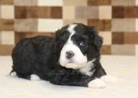 Chief, a male Miniature Bernedoodle for sale in Denver, PA – 2 of 3