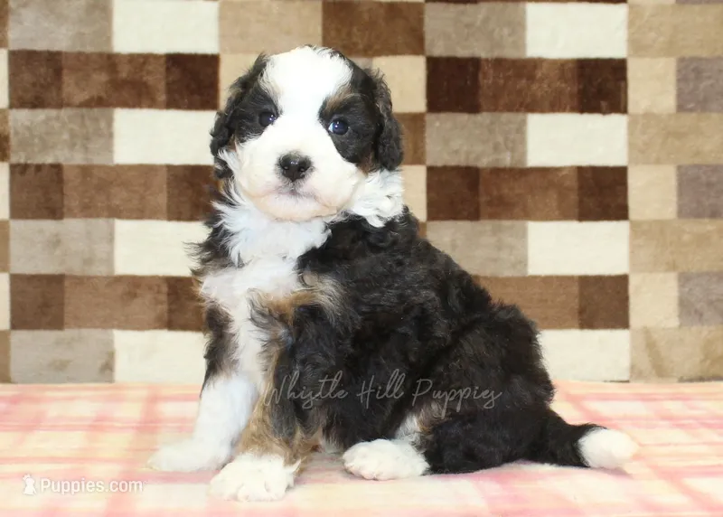 Henry – Miniature Bernedoodle puppy for sale in Denver, PA