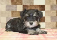Emma, a female Miniature Schnauzer for sale in Denver, PA – 2 of 4
