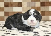 Bandit, a male Miniature Bernedoodle for sale in Denver, PA – 4 of 4