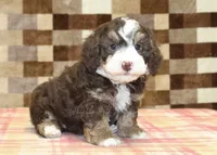 Bingo, a male Miniature Bernedoodle for sale in Denver, PA – 4 of 8