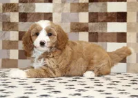 Fancy, a female Cavapoo and Miniature Bernedoodle for sale in Denver, PA – 2 of 8