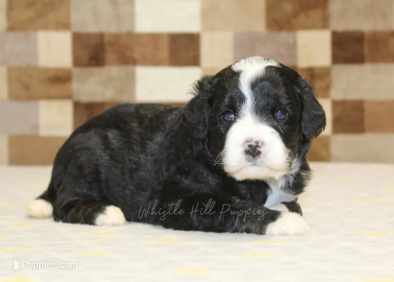 Cupcake – Miniature Bernedoodle puppy for sale in Denver, PA