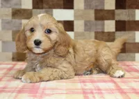 Joy, a female Cavapoo and Miniature Bernedoodle for sale in Denver, PA – 2 of 4