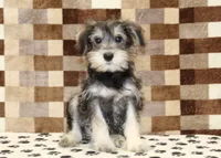 Elmo, a male Miniature Schnauzer for sale in Denver, PA – 3 of 8