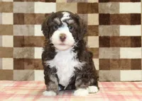 Brandy, a female Miniature Bernedoodle for sale in Denver, PA – 2 of 4