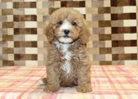 JJ, a male Cavapoo and Miniature Bernedoodle for sale in Denver, PA – 3 of 4