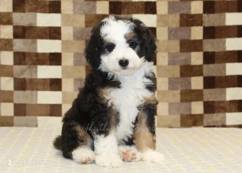 Henry – Miniature Bernedoodle puppy for sale in Denver, PA