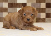Kirby, a male Cavapoo for sale in Denver, PA – Photo 1 of 4