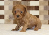 Kirby, a male Cavapoo for sale in Denver, PA – Photo 2 of 4