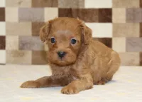 Kirby, a male Cavapoo for sale in Denver, PA – Photo 3 of 4