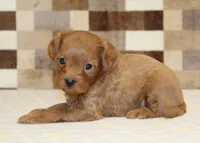 Kirby, a male Cavapoo for sale in Denver, PA – Photo 4 of 4