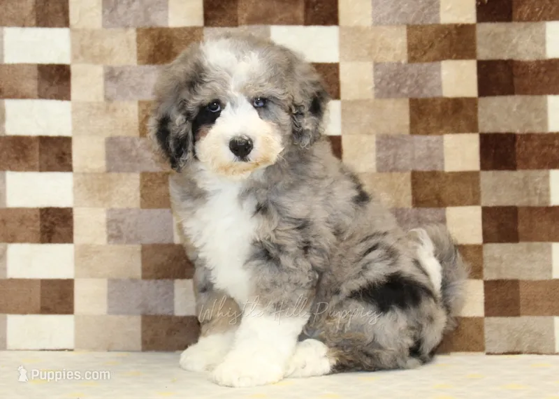 Cassie – Miniature Bernedoodle puppy for sale in Denver, PA