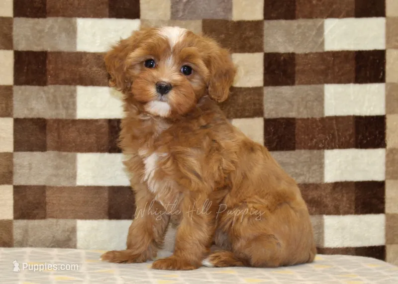 Indy – Cavapoo puppy for sale in Denver, PA