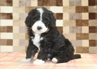Chief, a male Miniature Bernedoodle for sale in Denver, PA – 8 of 8