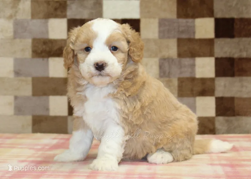 Honey – Miniature Bernedoodle puppy for sale in Denver, PA