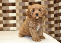 Diego, a male Cavapoo for sale in Denver, PA – 1 of 8