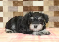 Ellie, a female Miniature Schnauzer for sale in Denver, PA – 2 of 5