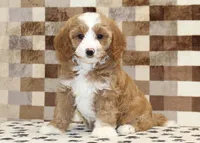 Fancy, a female Cavapoo and Miniature Bernedoodle for sale in Denver, PA – 1 of 8