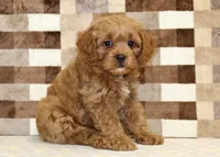 Dylan, a male Cavapoo for sale in Denver, PA – 4 of 8