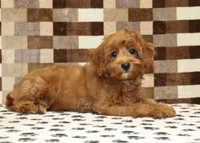 Stella, a female Cavapoo for sale in Denver, PA – 2 of 6