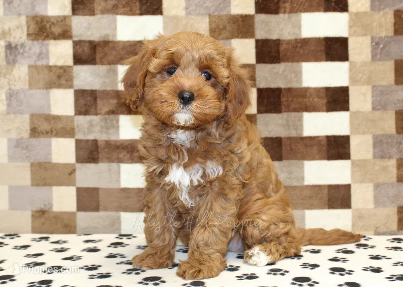 Grace – Cavapoo puppy for sale in Denver, PA