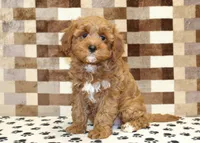 Grace, a female Cavapoo for sale in Denver, PA – 1 of 4