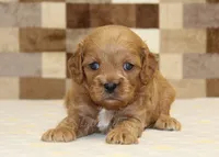 Dylan, a male Cavapoo for sale in Denver, PA – 2 of 3