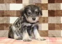 Elmo, a male Miniature Schnauzer for sale in Denver, PA – 4 of 4